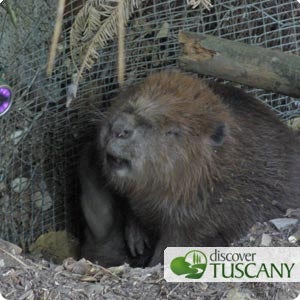 Sleepy beaver drowses in its den