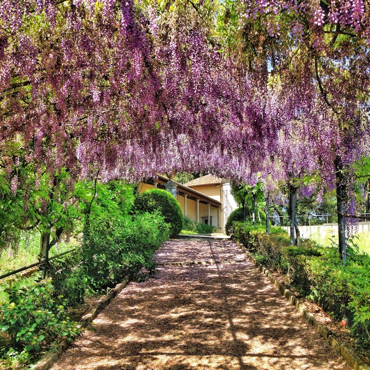 Visit the Bardini Gardens in Florence for its Flowers & Views