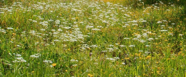 Podere Patrignone wild flowers in Chianti :: Discover Tuscany Reivew